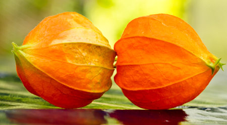 Two flowers of an orange Pfysalis are symetrically juxtaposed on level ground