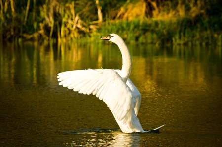 Beautiful white swan flutters, cleans its plumage and swims in the evening sunの写真素材