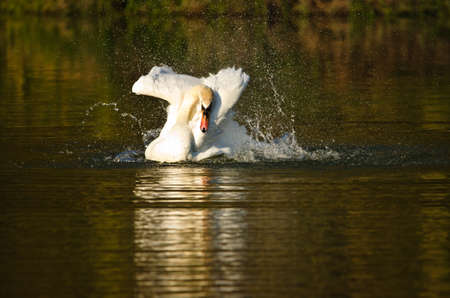 Beautiful white swan flutters, cleans its plumage and swims in the evening sunの写真素材
