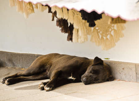 A dog lies on the ground in the shade of a canopy in the summer and sleeps peacefully, Madeira, Portugalの写真素材