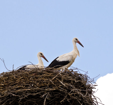 Two storks sit and stand in their nest of branches high on a roof
