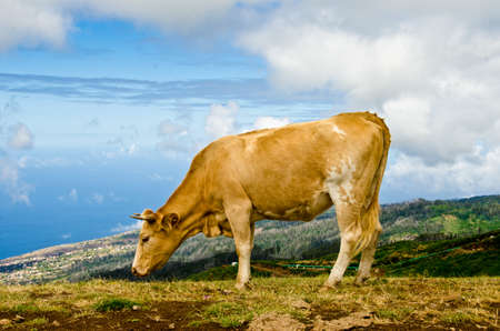 Cows lie comfortably on the slope of a high mountain and enjoy the viewの写真素材