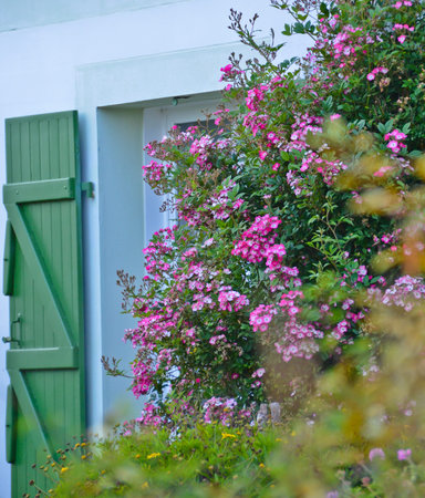 Sunny view of a window with a green shutter and a white house wall in front of which a pink flowering shrub growsの写真素材