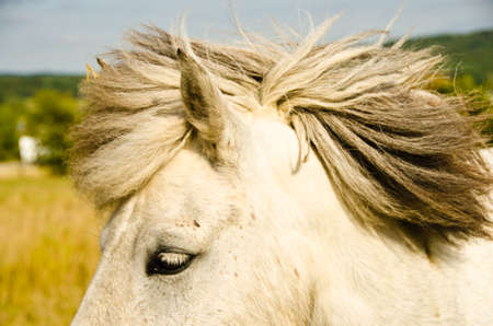 A beautiful, natural portrait of an Icelandic horse, looking cute into the cameraの写真素材