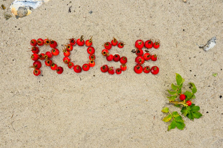 The word rose, lying in the sand of a beach