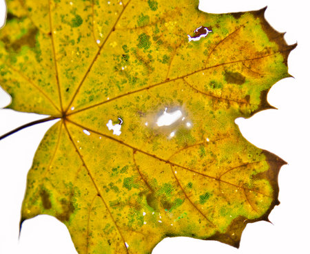 A bright colored maple leaf in the sun of autumn