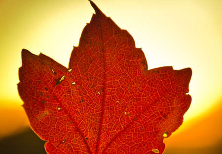 A bright colored maple leaf in the evening sunset of autumnの写真素材