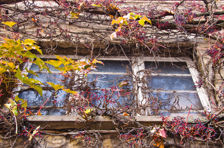 Old windows of an empty house, which became overgrown from leafs of wild wine in autumn