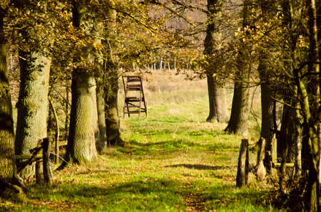 Autumn walk in a moor, at area of nature protection in Norderstedt, Germanyの写真素材