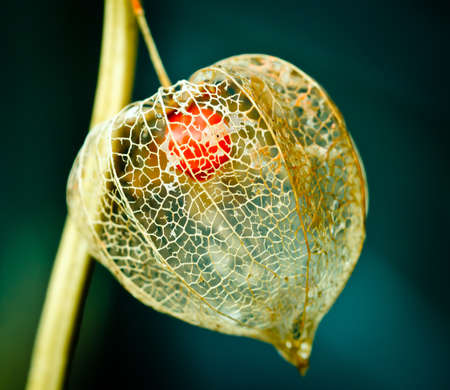 The blossom of a strawberry groundcherry, physalis, weathered, the skeleton in the sunlightの写真素材