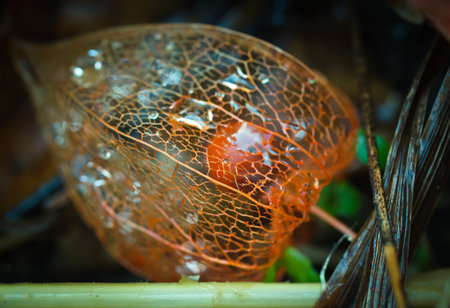 The blossom of a strawberry groundcherry, physalis, weathered, the skeleton in the sunlight