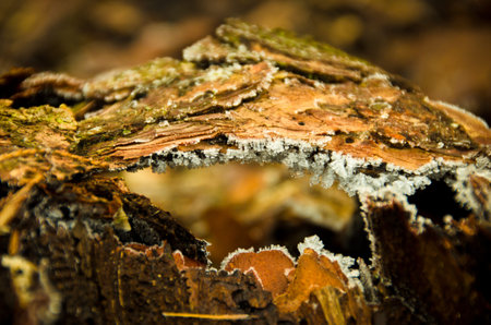 Crystal of ice, diamond dust, frost mist frozen on a piece of bark, beef of a tree, macro