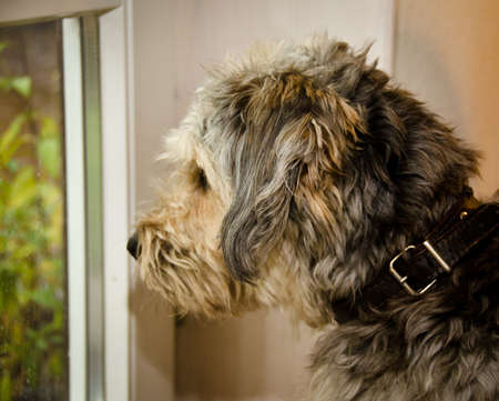 A cute dog, sitting in front of a window and looking outの写真素材