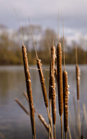 Cane brake, reed mace, bulrush in front of a lakeの写真素材