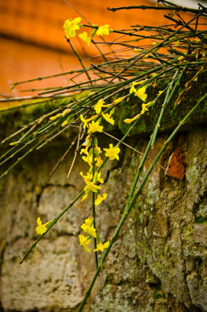 The first yellow blossoms of a border forsythia in spring upon an old stone wall with mossの写真素材