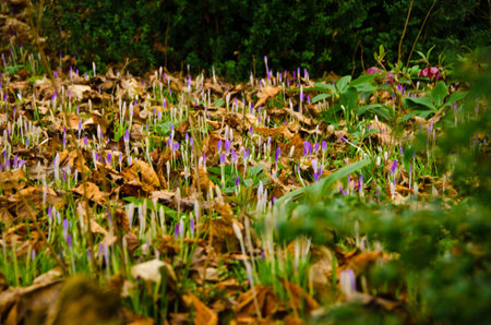 A carpet of purple crocusses blooming in the leafs on the ground in a forest