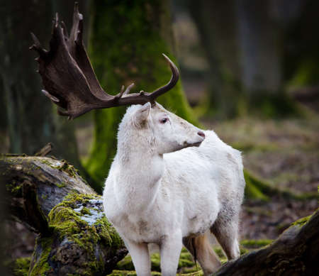 A portrait of a beautiful white deer in a forestの写真素材