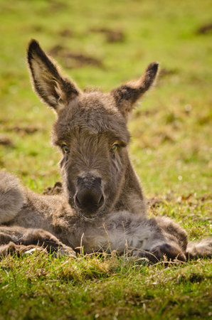 Portrait of a adorable gray donkey foal laying in the grass near to its mother