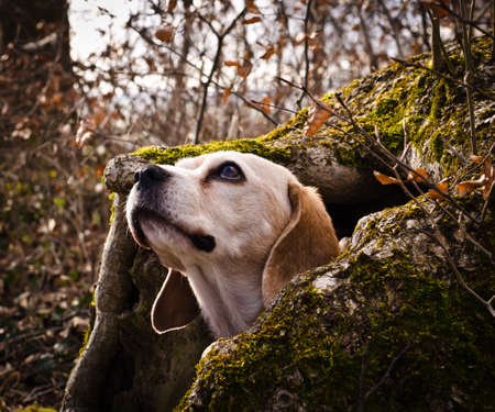 A very beautiful and cute portrait of a purebred cute beagle, tricolor, in the natureの写真素材