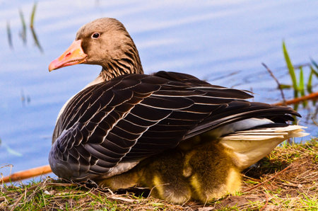 Three newborn goslings, fledglings, under their mothers wing