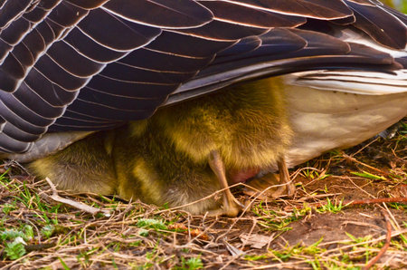 Three newborn goslings, fledglings, under their mothers wingの写真素材