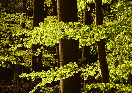 The fresh and green foliage of a beech in spring in backlight