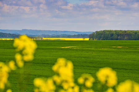 A beautiful german agriculture landscape with light and yellow rape fieldsの写真素材
