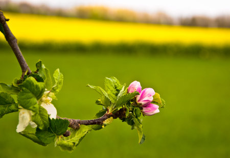 A white and pink blossom of a cherry tree in front of a light and yellow field of rape
