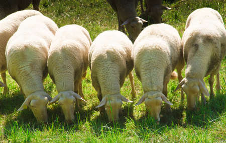 Five white and wooly sheep grazing in a meadow, front viewの写真素材