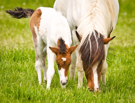 A beautiful cute little skewbald foal of an icelandic horse with interesting fur markings near at it`s mother in the meadowの写真素材