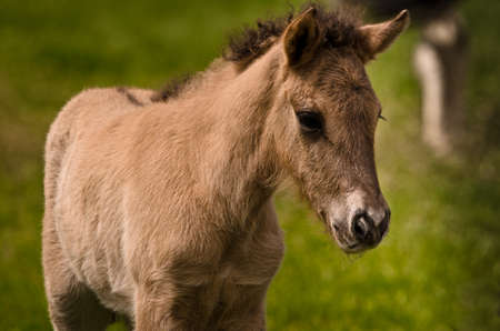 A small cute dun colored foal of an Icelandic horse is looking alone in the meadowの写真素材