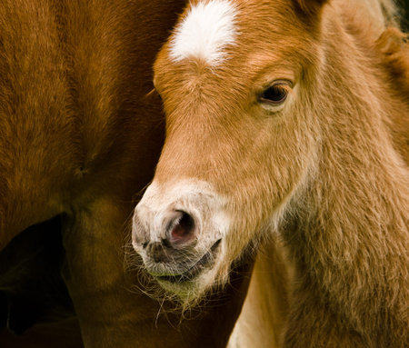 Portrait of a very beautiful small chestnut foal of an Icelandic horse with a white blaze, standing...
