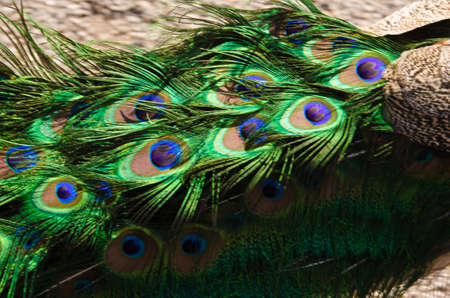 A blue and green iridescend, chatoyand peacock with beautiful feathers and peacock eyesの写真素材