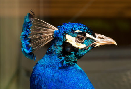 A blue and green iridescend, chatoyand peacock with beautiful feathers and peacock eyes