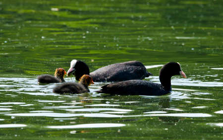 Some fledgling of a gallinule, a moorhen, with a funny red and yellow feathers at the head, swimming in the water and being feeded by the parentsの写真素材