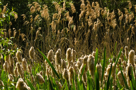 Beautiful blooming cane brake, reed mace, bulrush in front of a lake