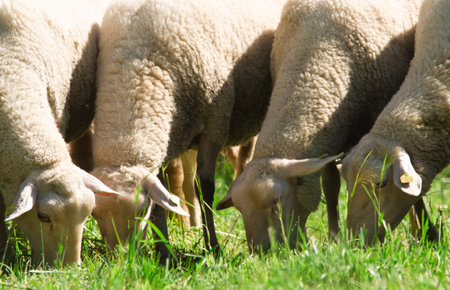Five white and wooly sheep grazing in a meadow, front viewのeditorial素材