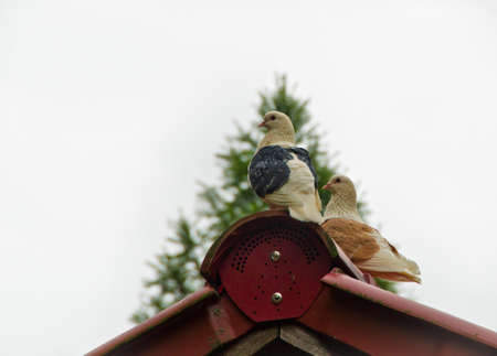 Two colorful carrier pigeons are resting on the top of a red roof in front of a bright and white skyの写真素材