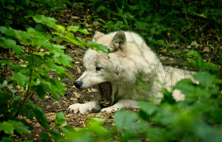 A beautiful white wolf with a warm pelt is dangerous snarling his teeth