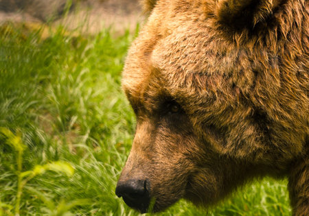 A strong, brown bear is sniffling and snooping in the grass, looking like a teddy
