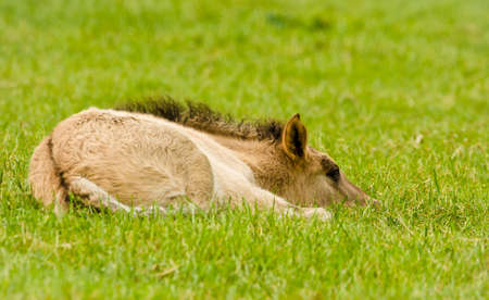 A pretty and cute dun horse foal of an Icelandic horse is trying to get up from the green meadow, very clumsyの写真素材