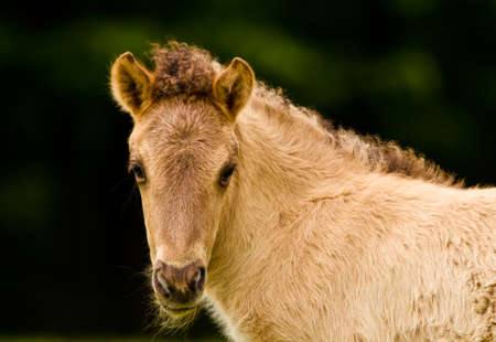 Portrait of a pretty, beautiful, small dunhorse foal, some days old with a fleecy light pelt, an Icelandic horse foalの写真素材
