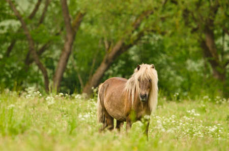 Beautiful pregnant mares with colorful fur in the meadow, waiting for the birth of their foalsの写真素材