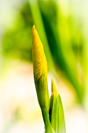 A very beautiful bud and blossom of as lily, an iris, with a colorful light background as a macro,...