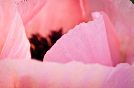 Large, beautiful pink poppy blossoms light, glorious and splendid in a gardenの写真素材