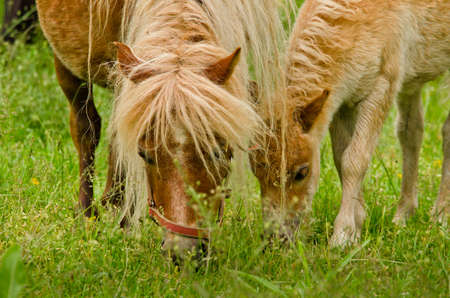 A very small and cute foal of a chestnut shetland pony, near to it`s mother grazing in the meadowの写真素材