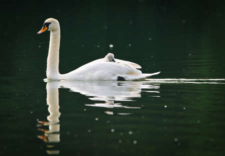 A cute and awesome little gray swan fledgling is sitting on the back of it`s father and has a rest from swimming. Its like a natural boat, and very pretty.の写真素材