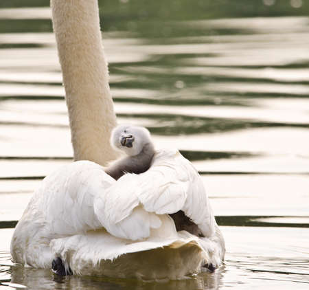 A cute and awesome little gray swan fledgling is sitting on the back of it`s father and has a rest from swimming. Its like a natural boat, and very prettyの写真素材