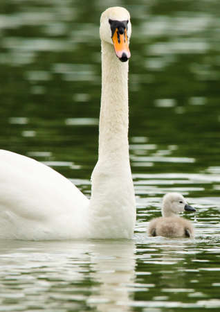 Swans take care of their one just squabbled cute little fledgling. They are swimming in the water and looking for some plants to eat.の写真素材