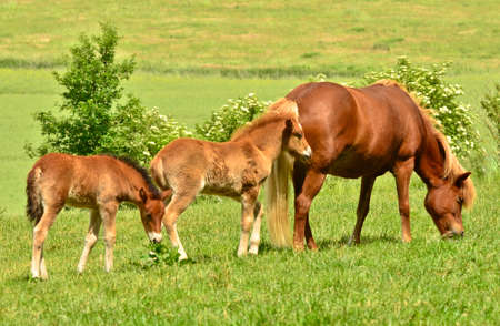 A mare of Icelandic horse is watching over the cute foals of the herd in the wide grasslandの写真素材
